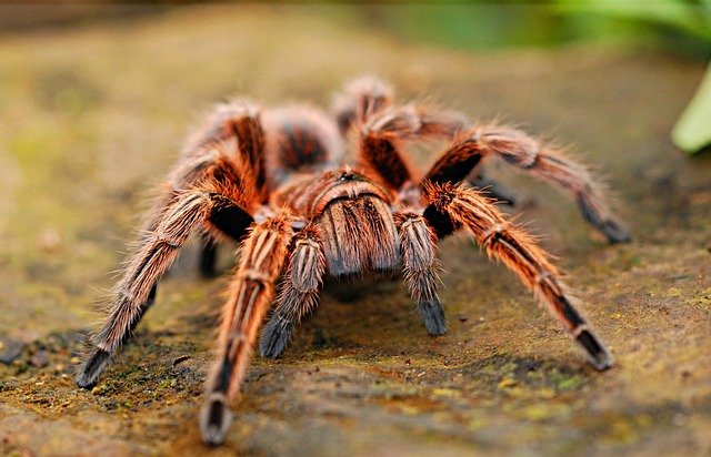 Tarantulas