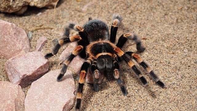 Tarantulas: UK’s Controversial Eight-Legged Wonders