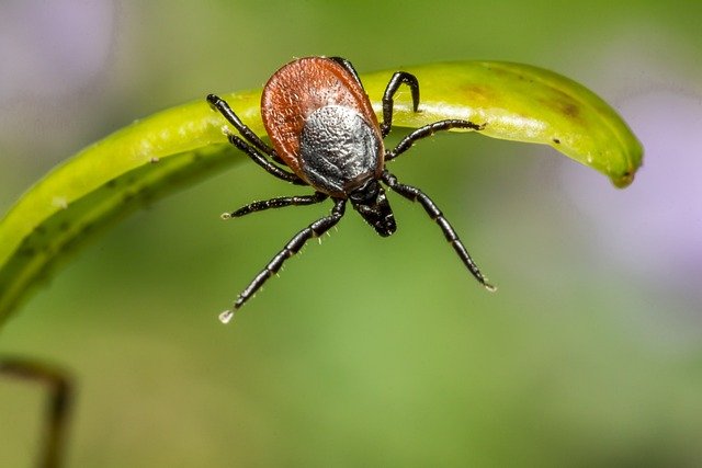 Lyme Disease: The Growing Threat in the UK’s Countryside