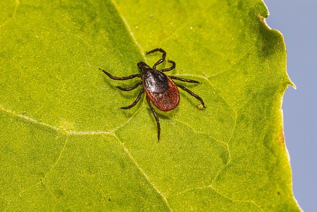 Lyme